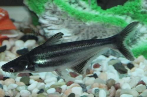 龍魚能和淡水觀賞鯊魚一起混養嗎(龍魚與淡水觀賞鯊魚混養在同一水族箱中的風險和挑戰) 龍魚百科 第1張 龍魚能和淡水觀賞鯊魚一起混養嗎(龍魚與淡水觀賞鯊魚混養在同一水族箱中的風險和挑戰) 龍魚能和淡水觀賞鯊魚一起混養嗎(龍魚與淡水觀賞鯊魚混養在同一水族箱中的風險和挑戰) 龍魚百科 第1張