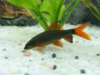 龍魚能和淡水觀賞鯊魚一起混養嗎(龍魚與淡水觀賞鯊魚混養在同一水族箱中的風險和挑戰) 龍魚百科 第3張 龍魚能和淡水觀賞鯊魚一起混養嗎(龍魚與淡水觀賞鯊魚混養在同一水族箱中的風險和挑戰) 龍魚能和淡水觀賞鯊魚一起混養嗎(龍魚與淡水觀賞鯊魚混養在同一水族箱中的風險和挑戰) 龍魚百科 第3張