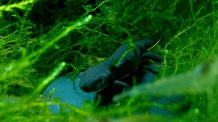 養活小龍魚觀賞魚需要注意以下幾個方面：小龍魚的養殖需要注意：養護小龍魚，小龍魚觀賞魚怎么養活 養活小龍魚觀賞魚需要注意以下幾個方面：小龍魚的養殖需要注意：養護小龍魚，小龍魚觀賞魚怎么養活 龍魚百科 第3張