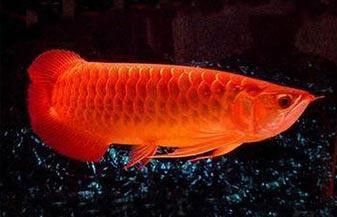 紅龍魚圖片高清大圖大全視頻