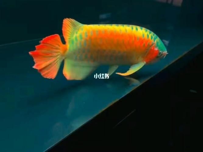 紅龍魚圖片高清大圖大全視頻