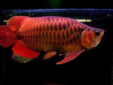 紅龍魚圖片高清大圖大全視頻