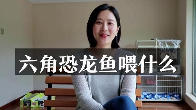 六角龍魚多久喂一次