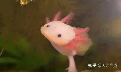 六角恐龍魚能繁殖嗎