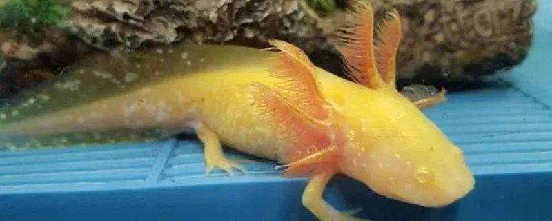 六角恐龍魚能繁殖嗎