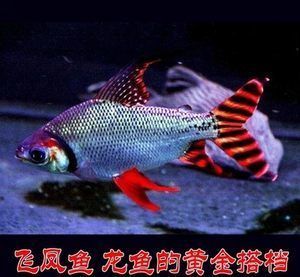飛鳳魚吸龍魚怎么辦：飛鳳魚吸龍魚怎么辦飛鳳魚吸龍魚怎么辦