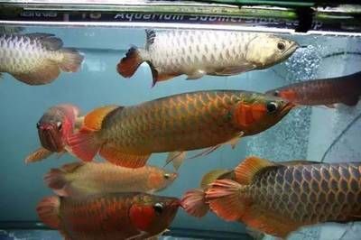 龍魚夜燈放在什么位置比較好:龍魚夜燈使用注意事項,龍魚夜間光照對健康的影響 龍魚百科 第5張 龍魚夜燈放在什么位置比較好:龍魚夜燈使用注意事項,龍魚夜間光照對健康的影響 龍魚夜燈放在什么位置比較好:龍魚夜燈使用注意事項,龍魚夜間光照對健康的影響 龍魚百科 第5張