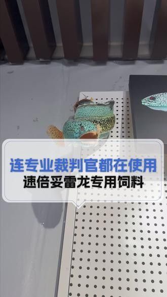雷龍魚增色飼料有哪些