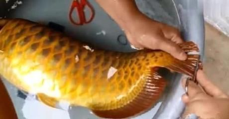 金龍魚魚眼發白是由于多種原因引起的，可能由多種原因引起的：金龍魚魚眼發白怎么辦 金龍魚魚眼發白是由于多種原因引起的，可能由多種原因引起的：金龍魚魚眼發白怎么辦 龍魚百科 第1張