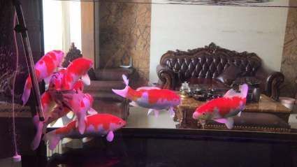 騰龍魚缸怎么樣能用住嗎（騰龍魚缸怎么保養？）