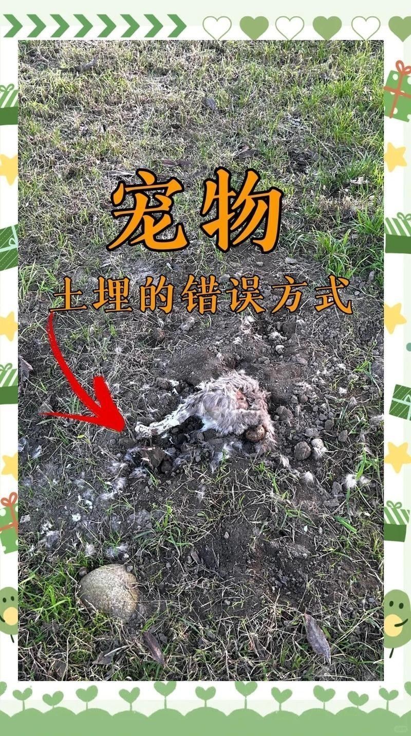 金龍魚土葬需要多長(zhǎng)時(shí)間？ 金龍魚土葬需要多長(zhǎng)時(shí)間？ 龍魚百科 第1張