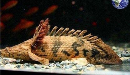 如何判斷恐龍王魚的性別：恐龍王魚外觀特征性別差異 如何判斷恐龍王魚的性別：恐龍王魚外觀特征性別差異 龍魚百科 第1張