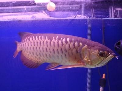 龍魚產卵期的注意事項：在龍魚的產卵期，養殖者需要注意以下幾個方面，避免驚動它們