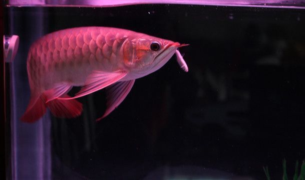 紅龍魚多久長大：紅龍魚一般多大開始“發色”成長周期 紅龍魚多久長大：紅龍魚一般多大開始“發色”成長周期 龍魚百科 第2張