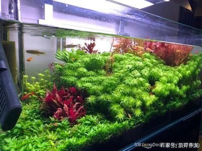 金龍魚魚缸造景教程圖：關于金龍魚魚缸造景的一些建議