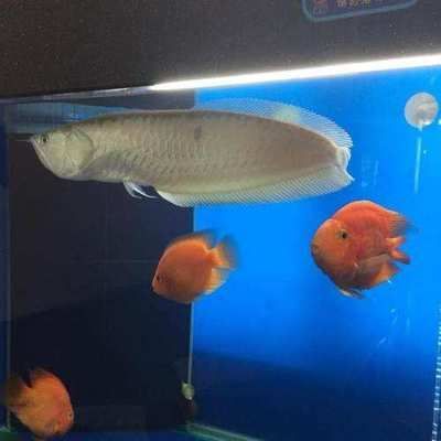 金龍魚銀龍魚可以混養嗎，金龍魚和銀龍魚可以混養但需要注意兩種魚的行為反應 金龍魚銀龍魚可以混養嗎，金龍魚和銀龍魚可以混養但需要注意兩種魚的行為反應 龍魚百科 第5張