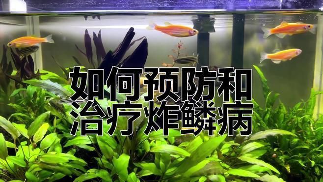 如何預防金魚大肚子炸鱗的發生？