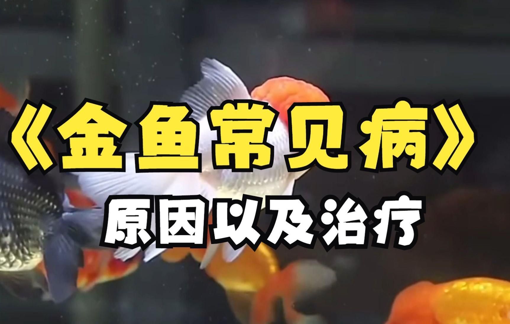 如何預防金魚大肚子炸鱗的發生？
