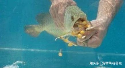金龍魚一個月不喂食能餓死不：金龍魚一個月不喂食能餓死不喂食能餓死不