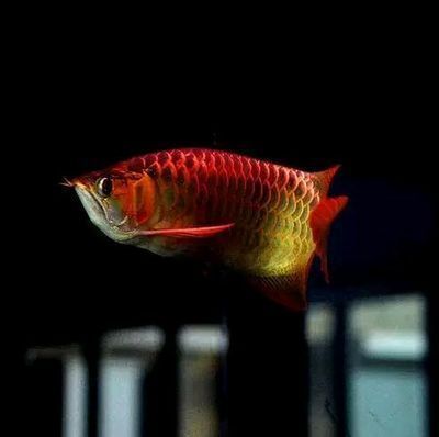 龍魚不關(guān)燈：龍魚不開燈會對它們的健康和行為產(chǎn)生一些影響