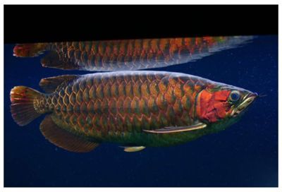 紅龍魚最好的食物有哪些品種（紅龍魚吃什么最好）