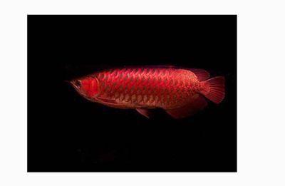 紅龍魚最好的食物有哪些品種（紅龍魚吃什么最好）