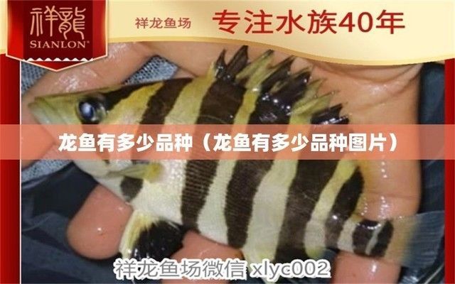 龍魚的種類與鑒別，不同種類的龍魚如何鑒別
