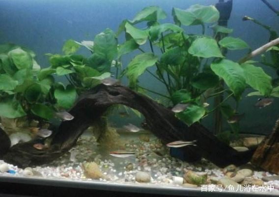 龍魚的種類與鑒別，不同種類的龍魚如何鑒別