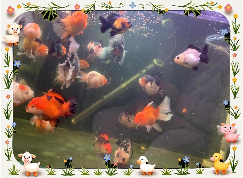 龍魚爛鰓病需要治療多久？ 龍魚爛鰓病需要治療多久？ 龍魚百科 第4張
