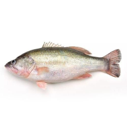 鱸魚圖片