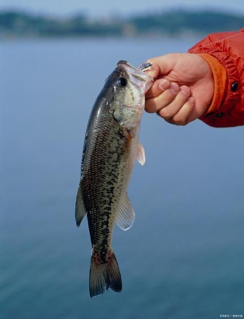 鱸魚圖片