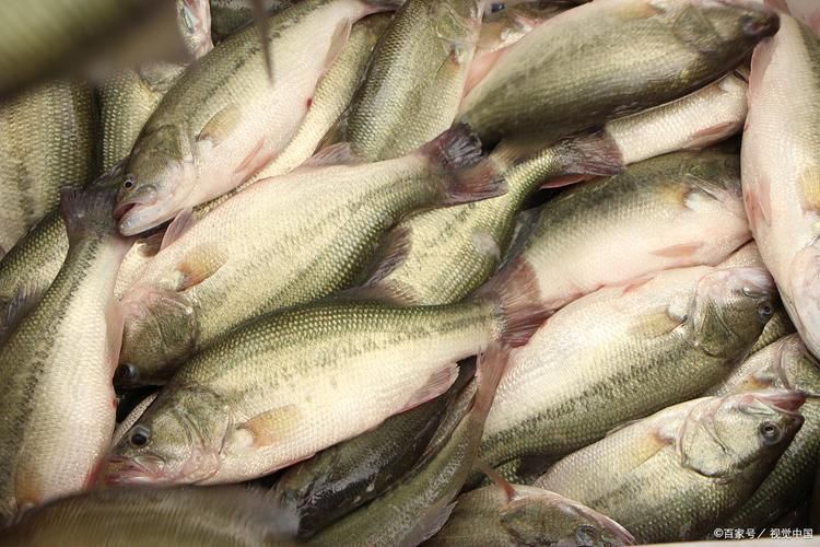 鱸魚圖片