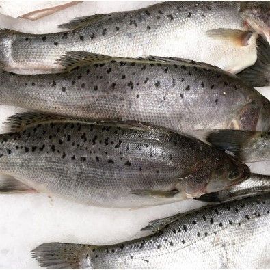 鱸魚圖片