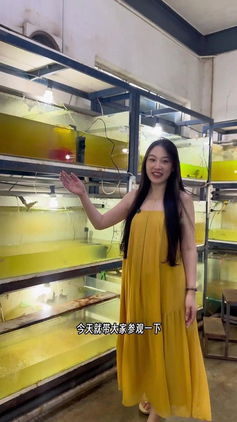金龍魚出生多大