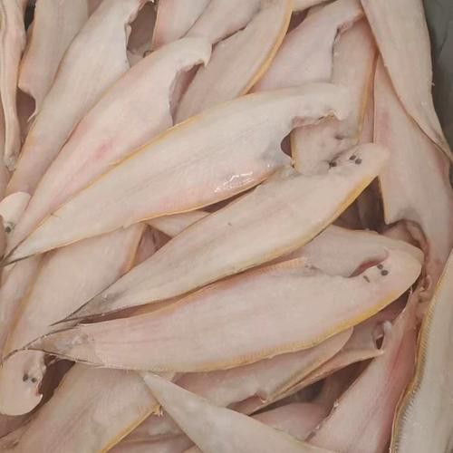 海魚(yú)金龍魚(yú)