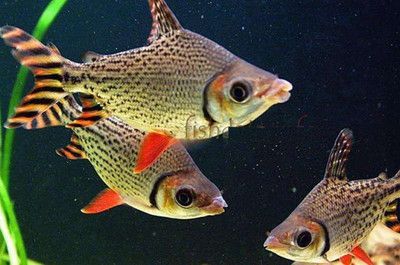龍魚 飛鳳：飛鳳和龍魚可以混養嗎 龍魚 飛鳳：飛鳳和龍魚可以混養嗎 龍魚百科 第2張