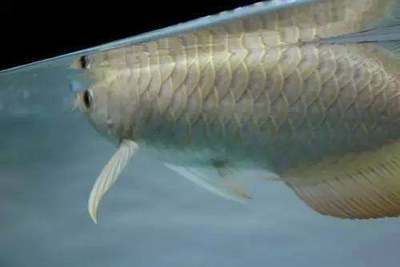 龍魚鱗片掉了怎么辦：如何預防龍魚的鱗片脫落，龍魚鱗片再生劑的使用方法