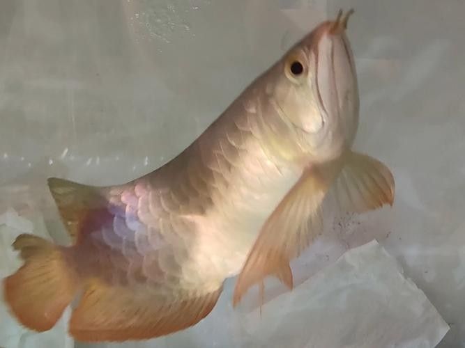 金龍魚魚苗吃什么長得快一點