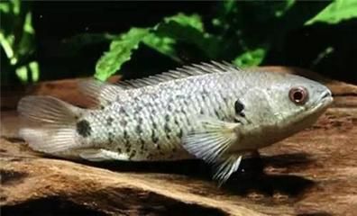 龍魚哪里的產地最好，亞洲龍魚的產地