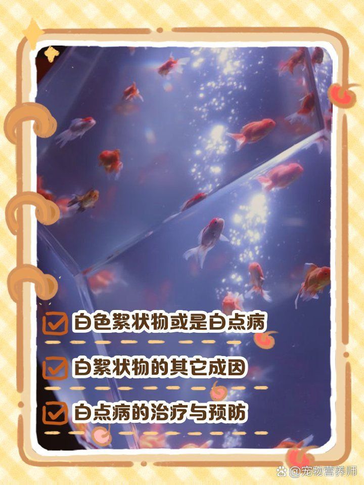 金魚頭部發白像爛了一樣怎么回事