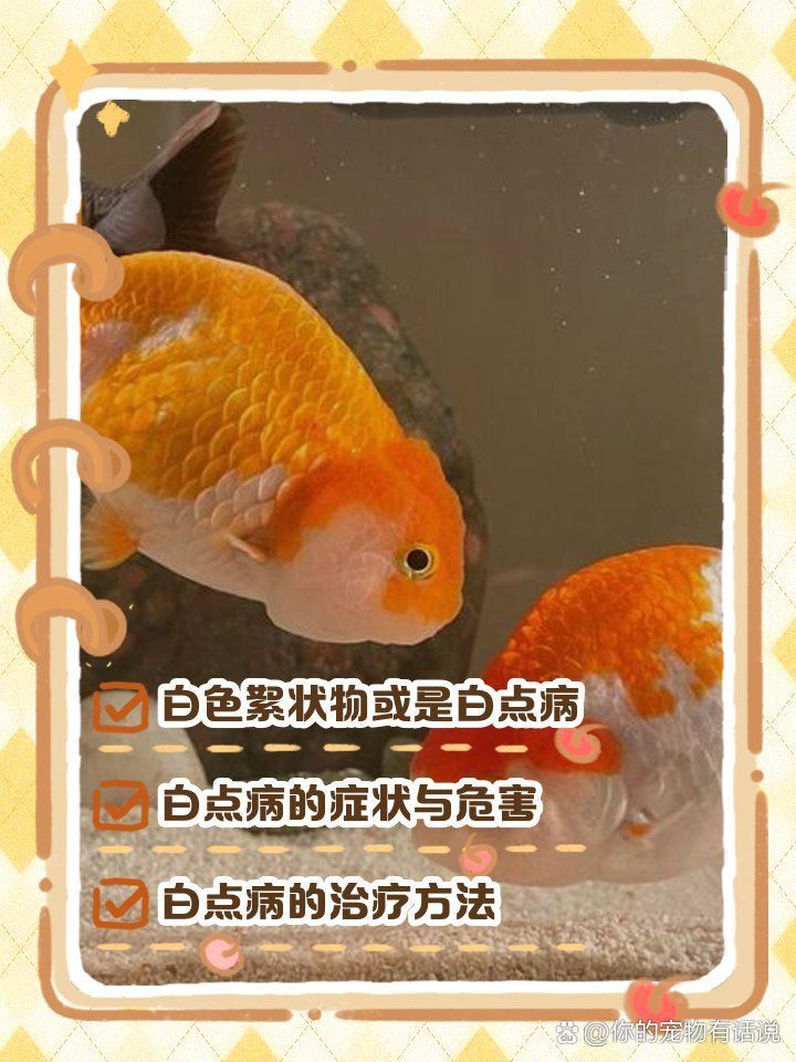 金魚頭部發白像爛了一樣怎么回事