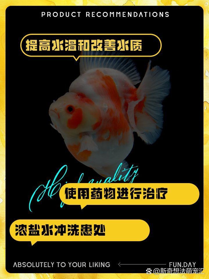 金魚頭部發白像爛了一樣怎么回事