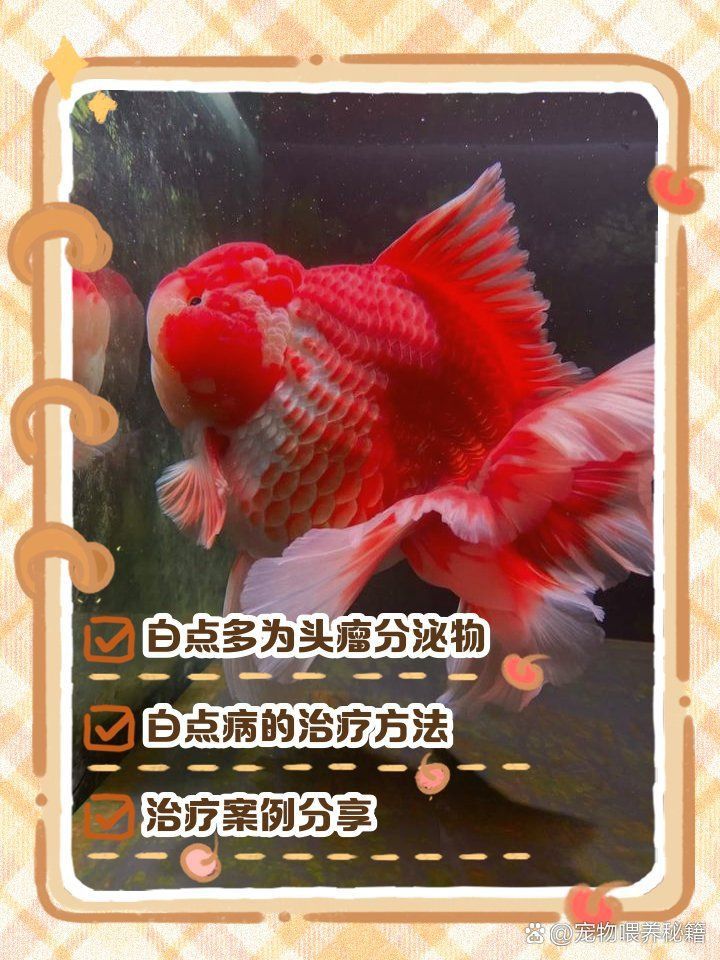 金魚頭部發白像爛了一樣怎么回事