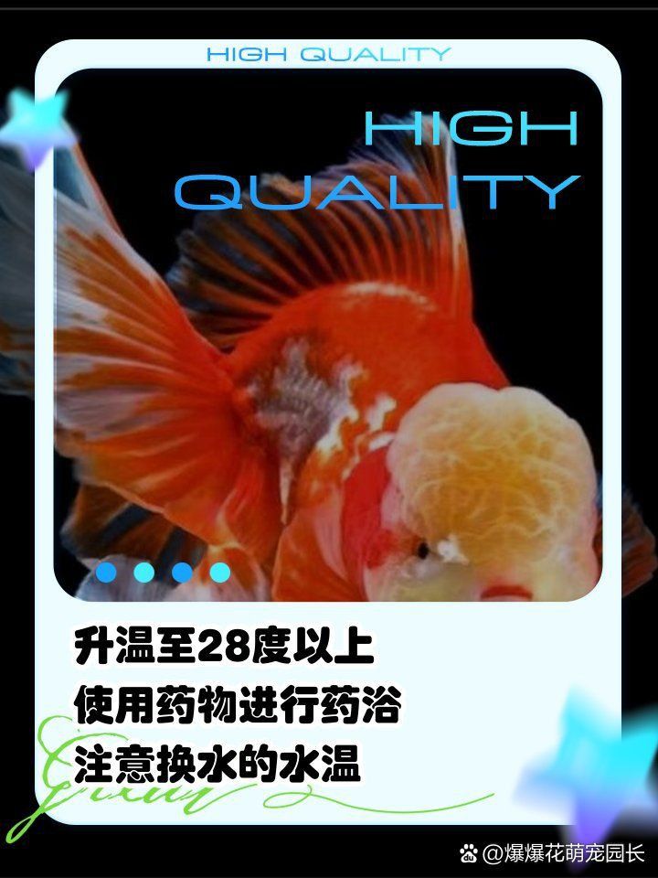 金魚頭部發白像爛了一樣怎么回事