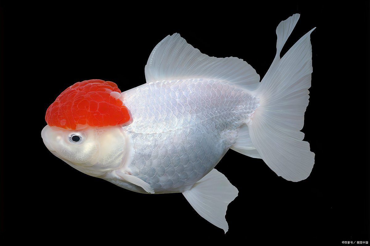 金魚頭部發白像爛了一樣怎么回事
