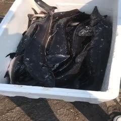 龍魚苗的起批量要求是多少？
