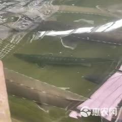 龍魚苗的起批量要求是多少？