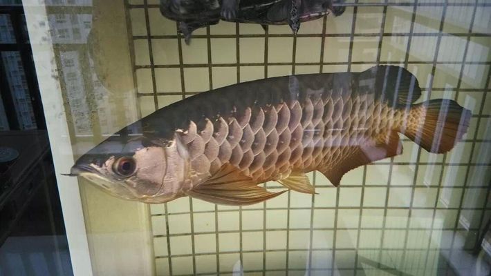 龍魚哪個品種最好最貴