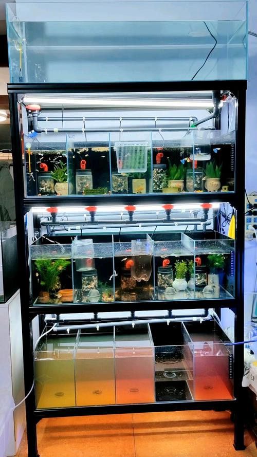 繁殖缸中需要放置哪些裝飾物？