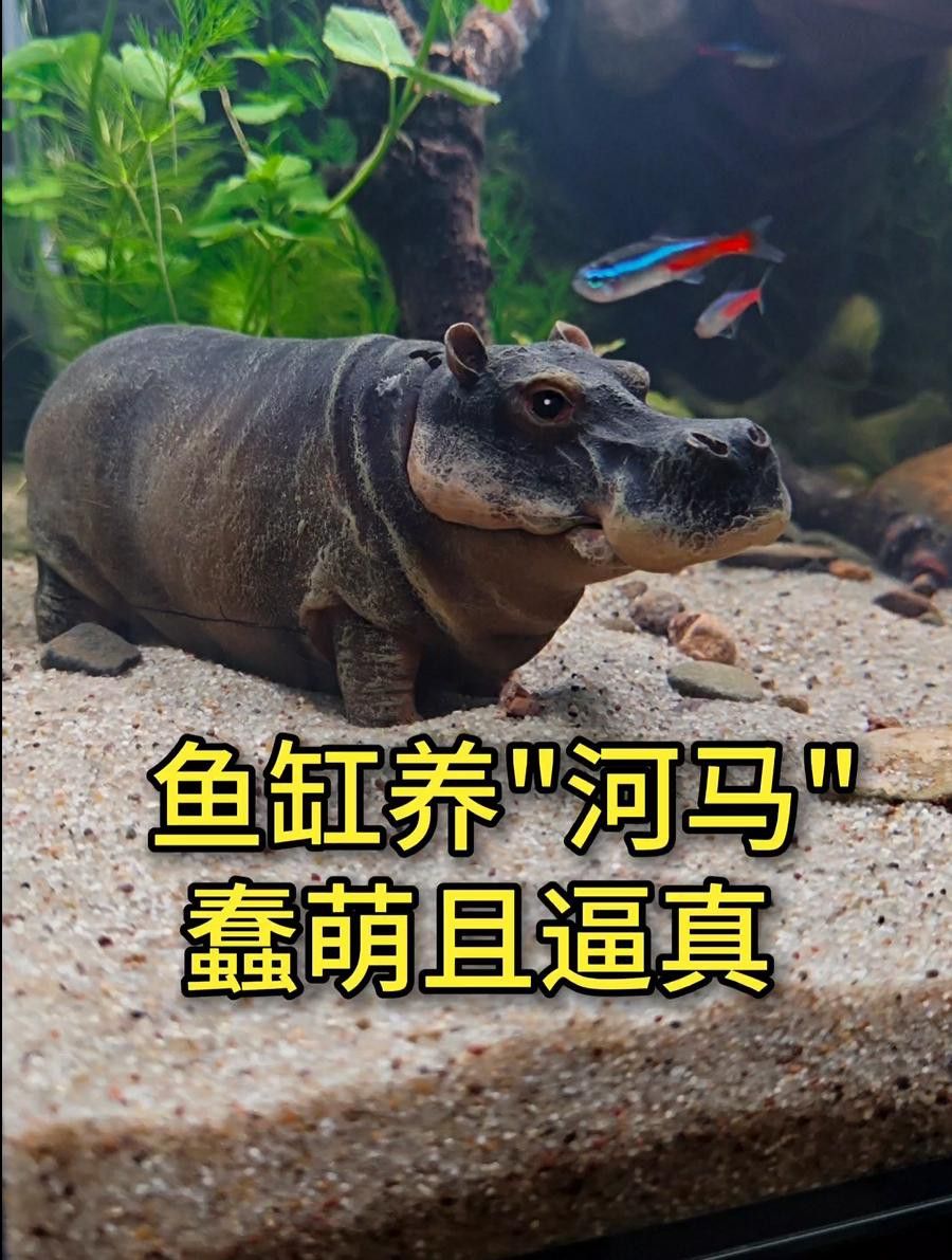 繁殖缸中需要放置哪些裝飾物？